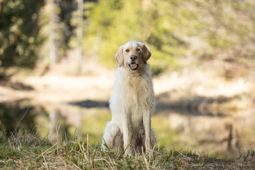 White Dog Sitting on the Grass