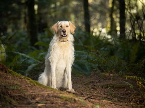 Free Golden Retriever sitting in a serene wooded area, epitomizing tranquility in nature. Stock Photo