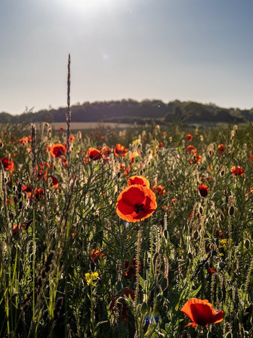 Free stock photo of blomster, mark, røde valmuer