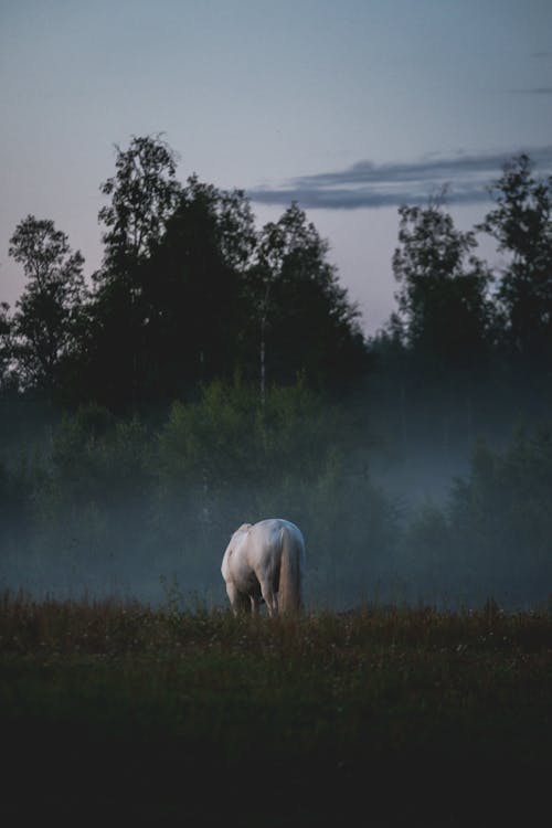 White Horse Eating Grass Near Lake