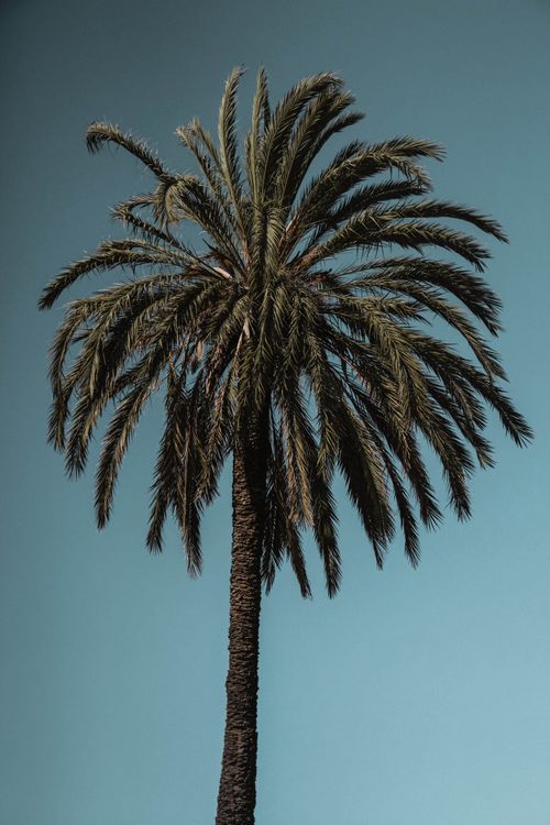 Free Vertical shot of a tall palm tree against a clear blue sky captured outdoors in Barcelona. Stock Photo