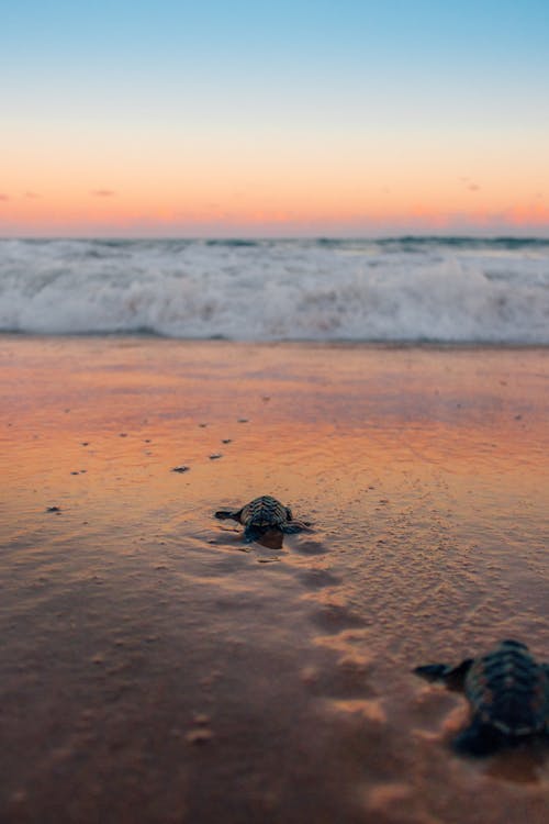 Imagine de stoc gratuită din broaște țestoase, faleză, fotografiere verticală