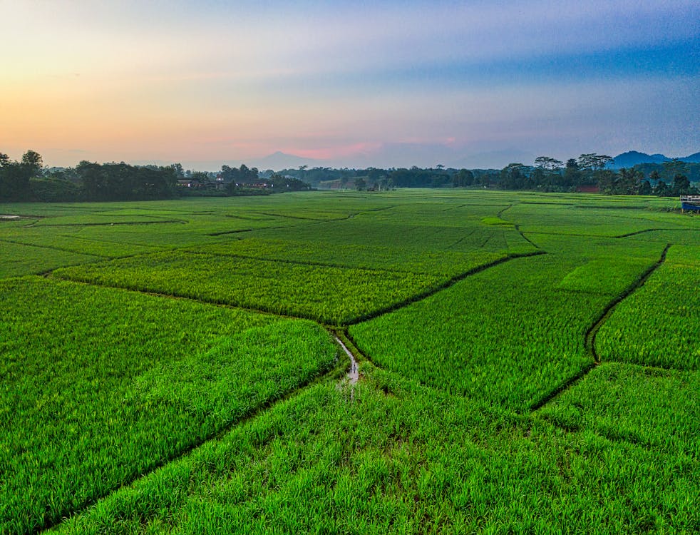 Photo of Rice Field