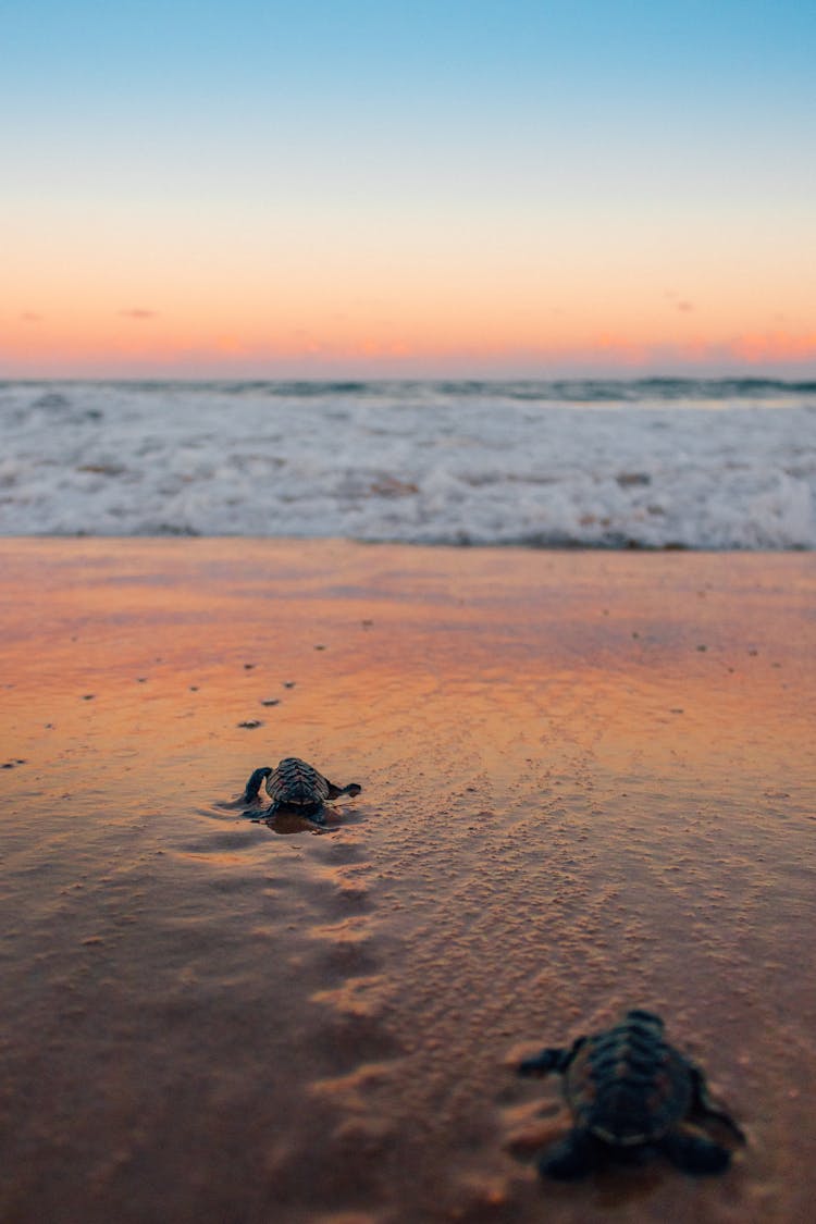 Photo Of Sea Turtles Crawling On Beach