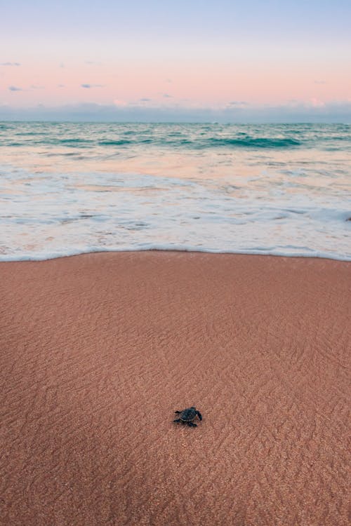 Photo of Sea Turtle Crawling on Beach