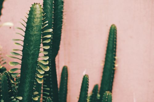 Free Cacti in front of a pink wall showcasing a minimalist design in Brisbane. Stock Photo