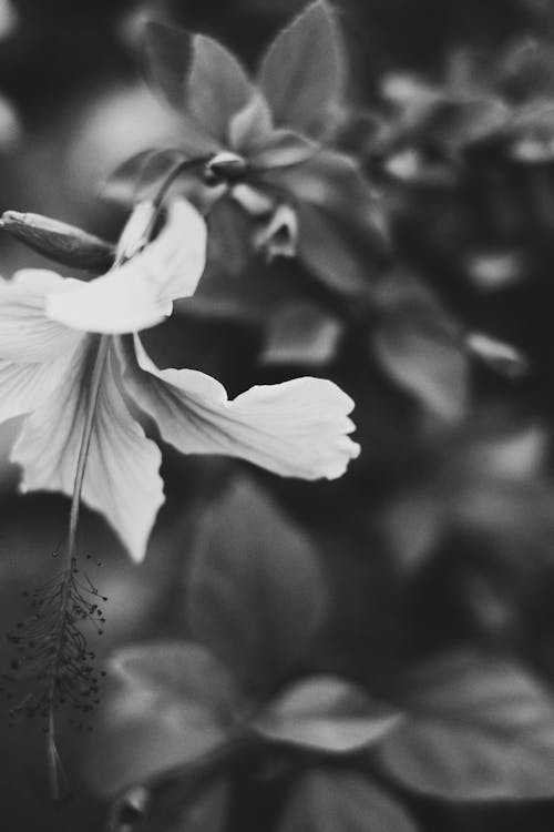 Základová fotografie zdarma na téma backgound, bílá květina, bílý a černý