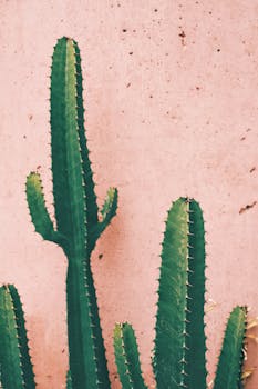 Minimalist cactus against a textured pink wall, emphasizing natural beauty and simplicity.