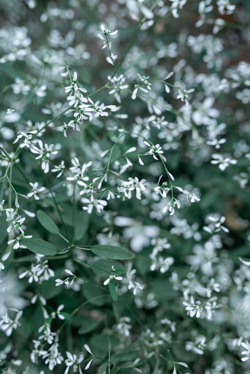 alan derinliği, Beyaz çiçekler, bitki örtüsü içeren Ücretsiz stok fotoğraf
