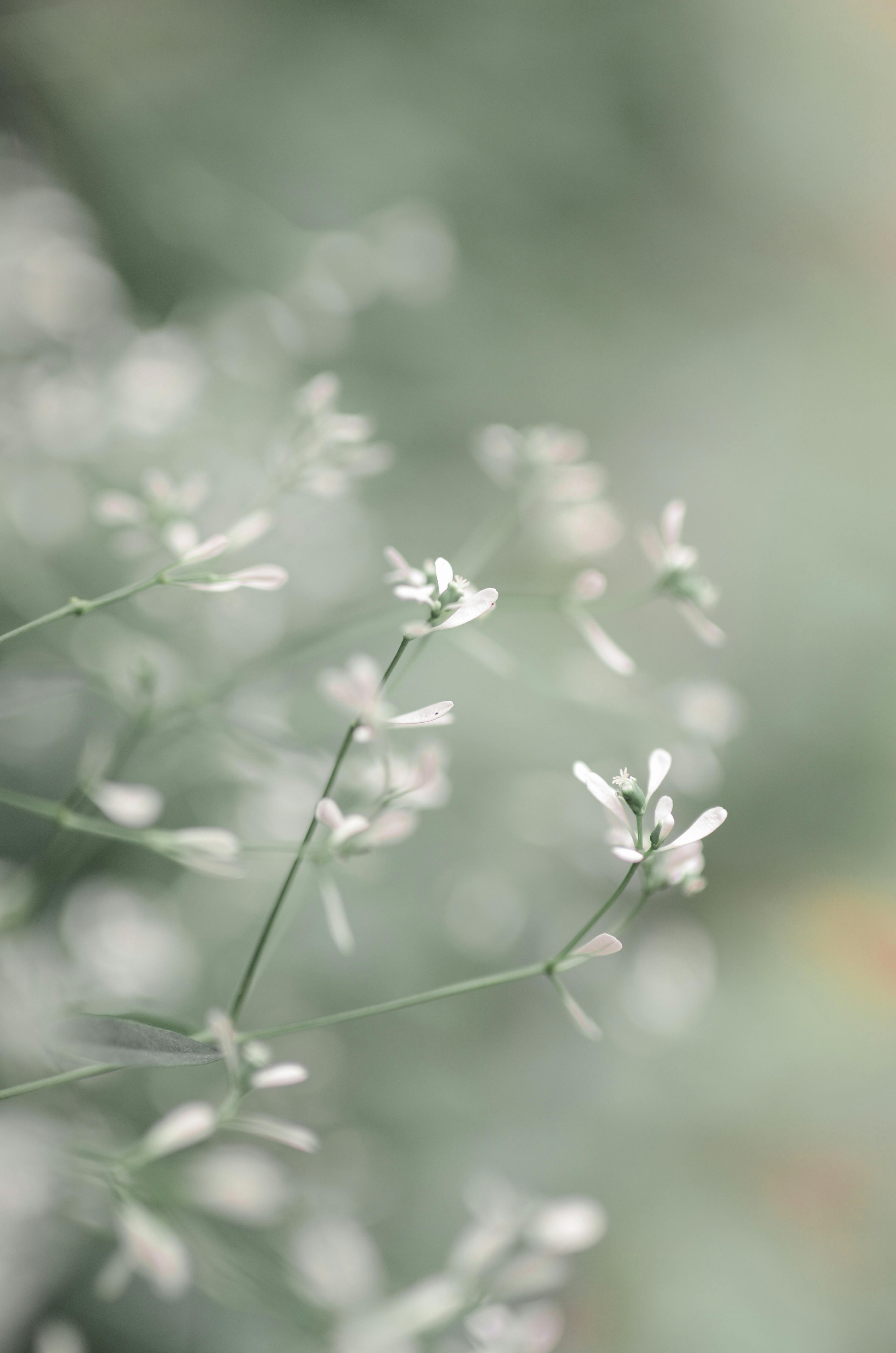 Close-up of delicate white flowers in bloom with soft green background, showcasing natural beauty and freshness.