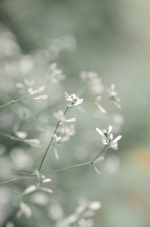 Free Ingyenes stockfotó fehér virágok, függőleges lövés, homály témában Stock Photo