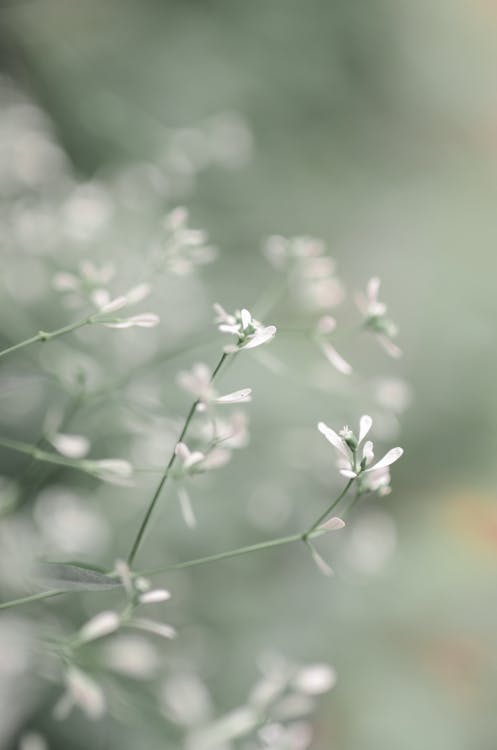 Selective Focus Photo of White Flowers