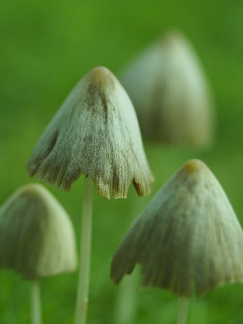 Foto profissional grátis de cogumelo