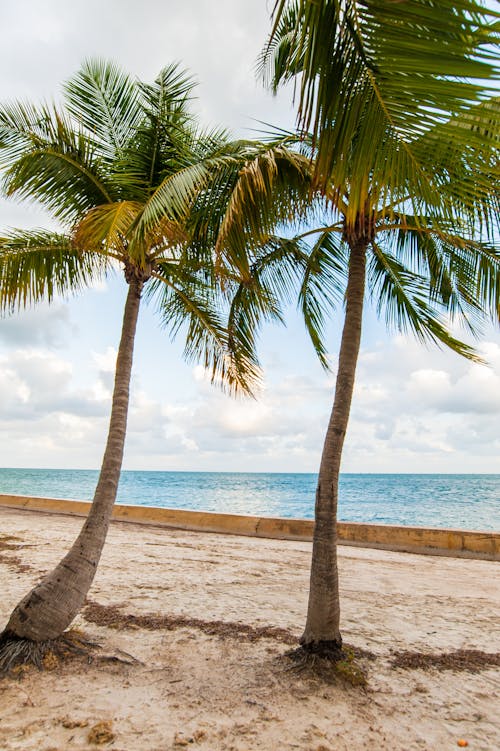 Palm Trees on Beach Shore