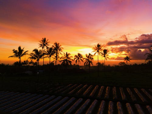 Gratis arkivbilde med daggry, kokospalmer, palmetrær