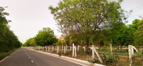 Free stock photo of nature beauty, road, tree Stock Photo