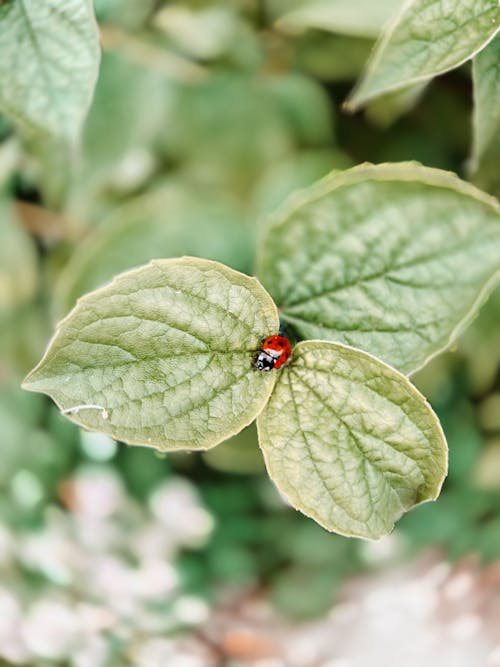 Ladybug sitting on green leaf