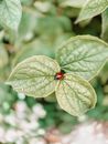 Ladybug sitting on green leaf