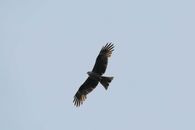 From below scenery of wild proud eagle spreading wings and soaring in cloudless blue sky