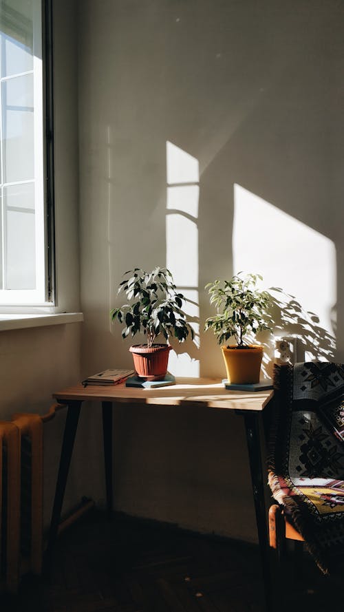 Fresh green plants growing in pots placed on wooden table in dark room near window in sunlight