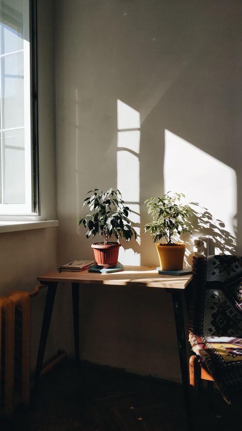 Free Fresh green plants growing in pots placed on wooden table in dark room near window in sunlight Stock Photo