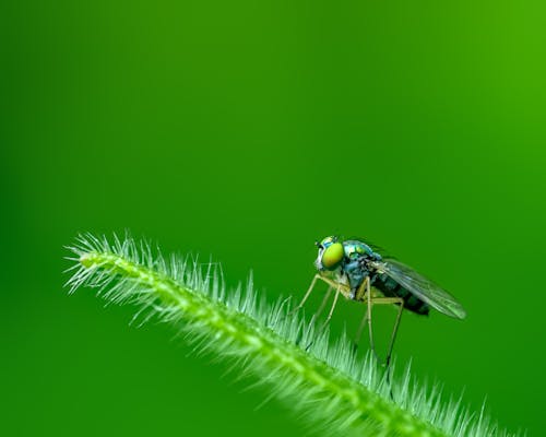 Bee on green plant in summer day