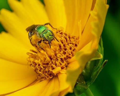 Tiny bee insect on blooming flower with yellow petals growing in summer day