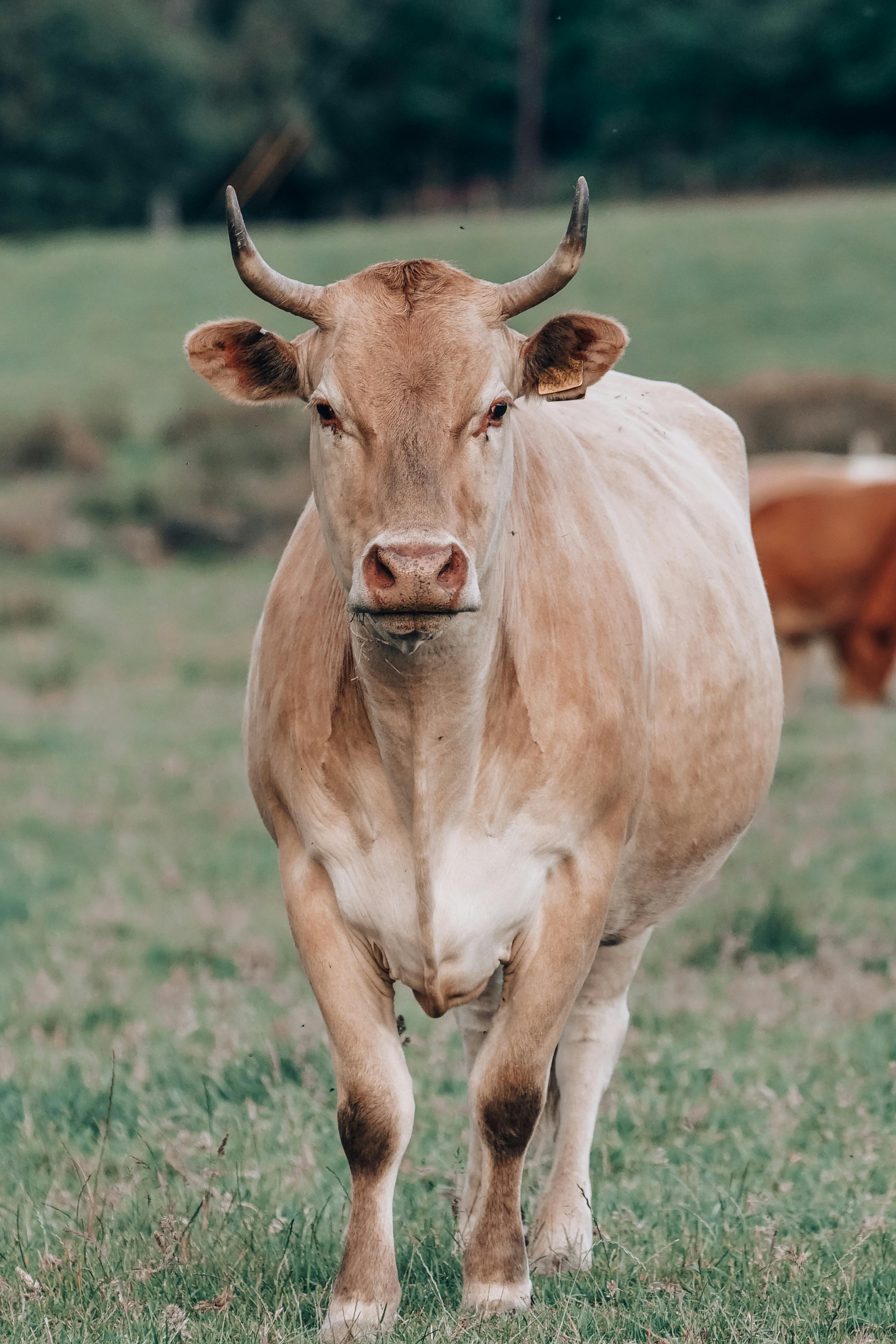 grátis Foto profissional grátis de agrícola, agricultura, animais selvagens Foto profissional