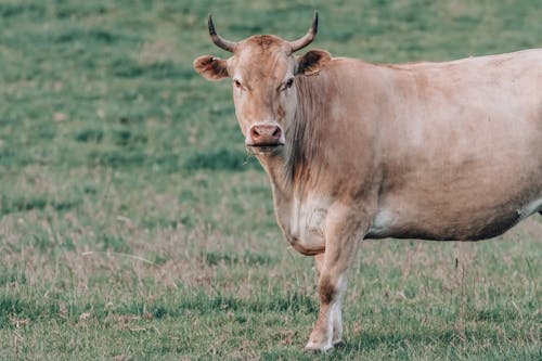 Бесплатное стоковое фото с bovidae, домашнее животное, корова