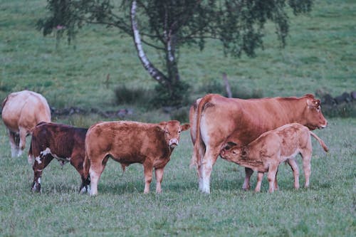 Cows on a Grassy Field