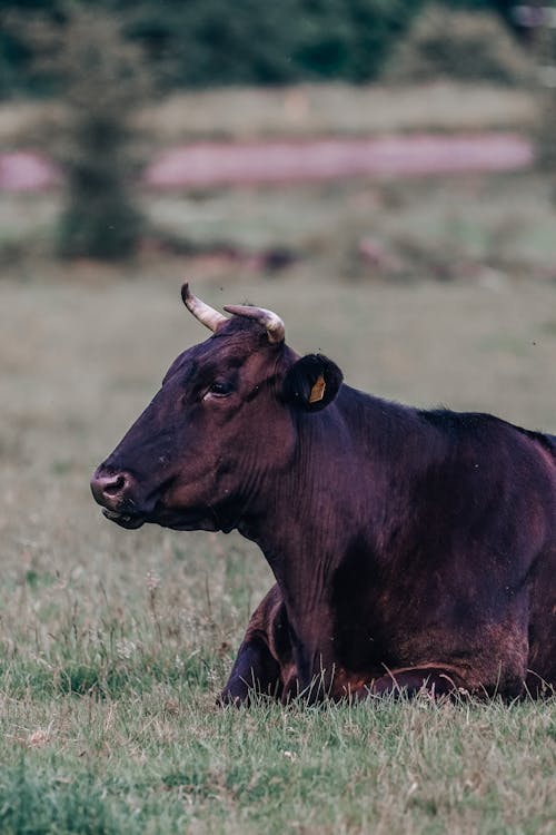A Cow Sitting on a Grassy Field