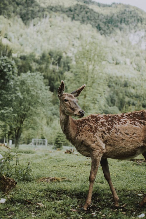 Immagine gratuita di alberi, albero, alce