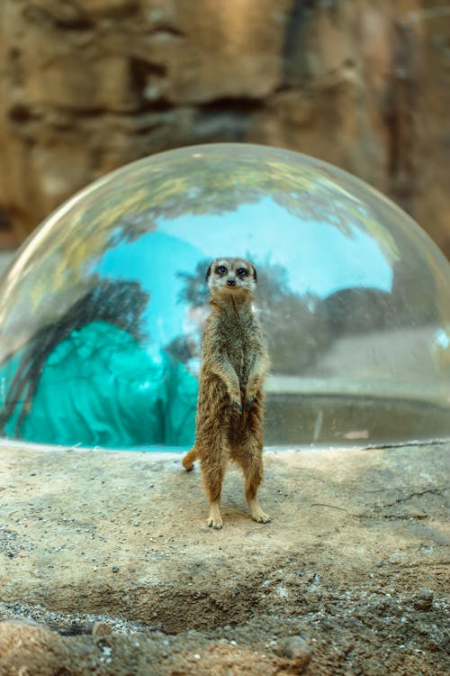 Free Brown Meerkat in Close Up Photography Stock Photo