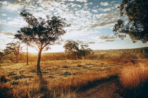 Free Spectacular view of orange meadow with dry grass and young trees fluttering under under blue sky in in sunset Stock Photo