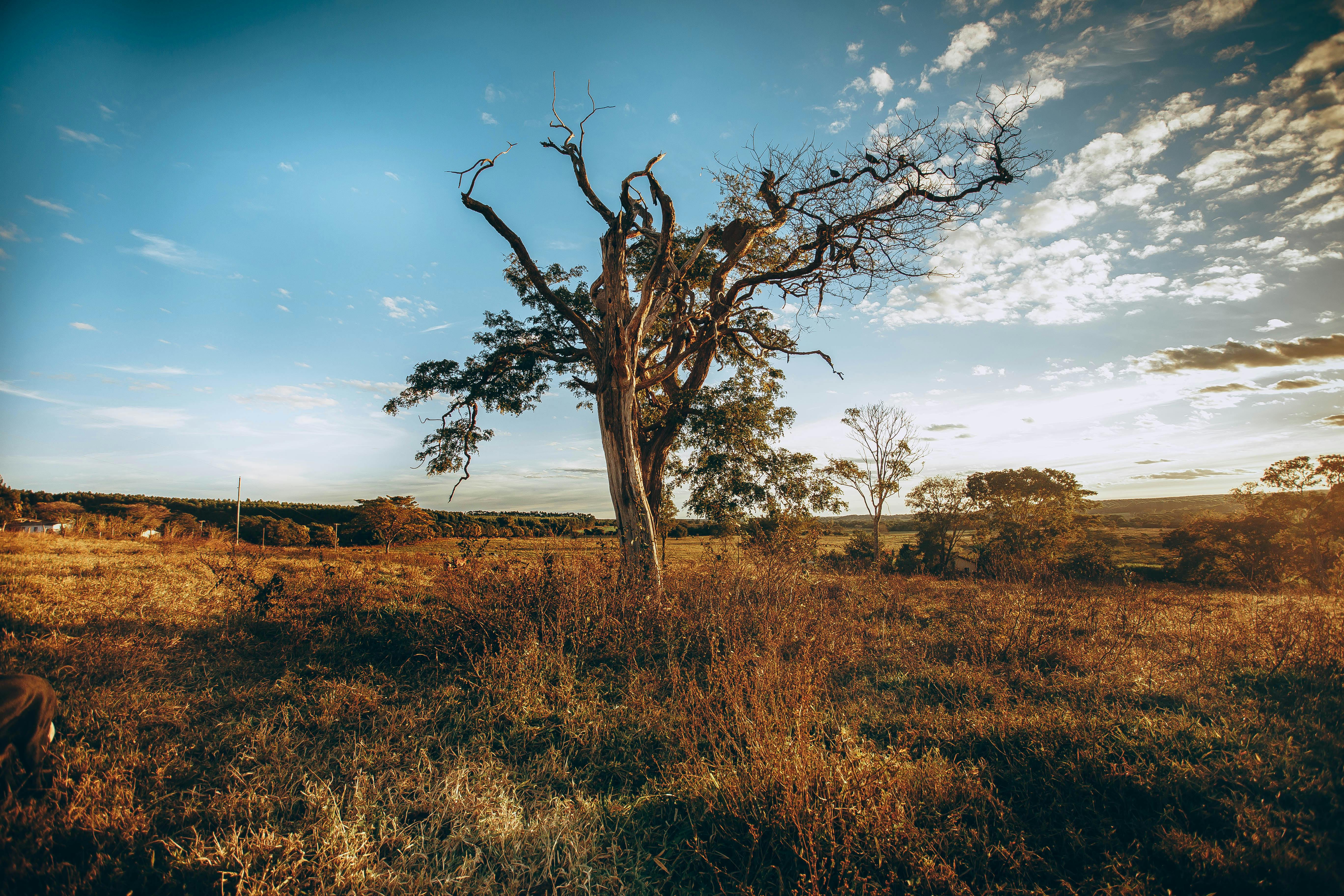 日落时分，一棵孤独的树伫立在阳光明媚的乡村田野上，展现了大自然的美丽