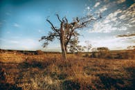 日落时分，一棵孤独的树伫立在阳光明媚的乡村田野上，展现了大自然的美丽