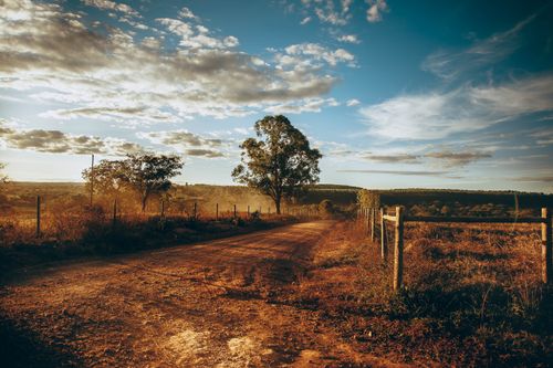 Free Picturesque view of empty road leading between field with dry grass and growing trees in sunlight Stock Photo