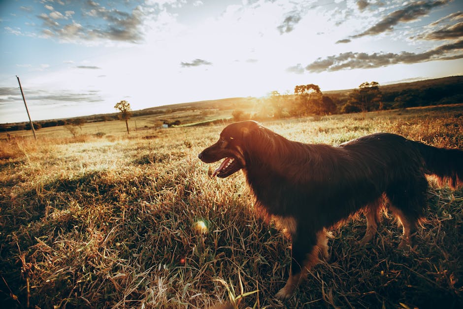 Does CBD Oil Actually Help with Dog Anxiety? A cheerful dog enjoying a sunset in a lush countryside field, capturing the essence of nature and freedom.