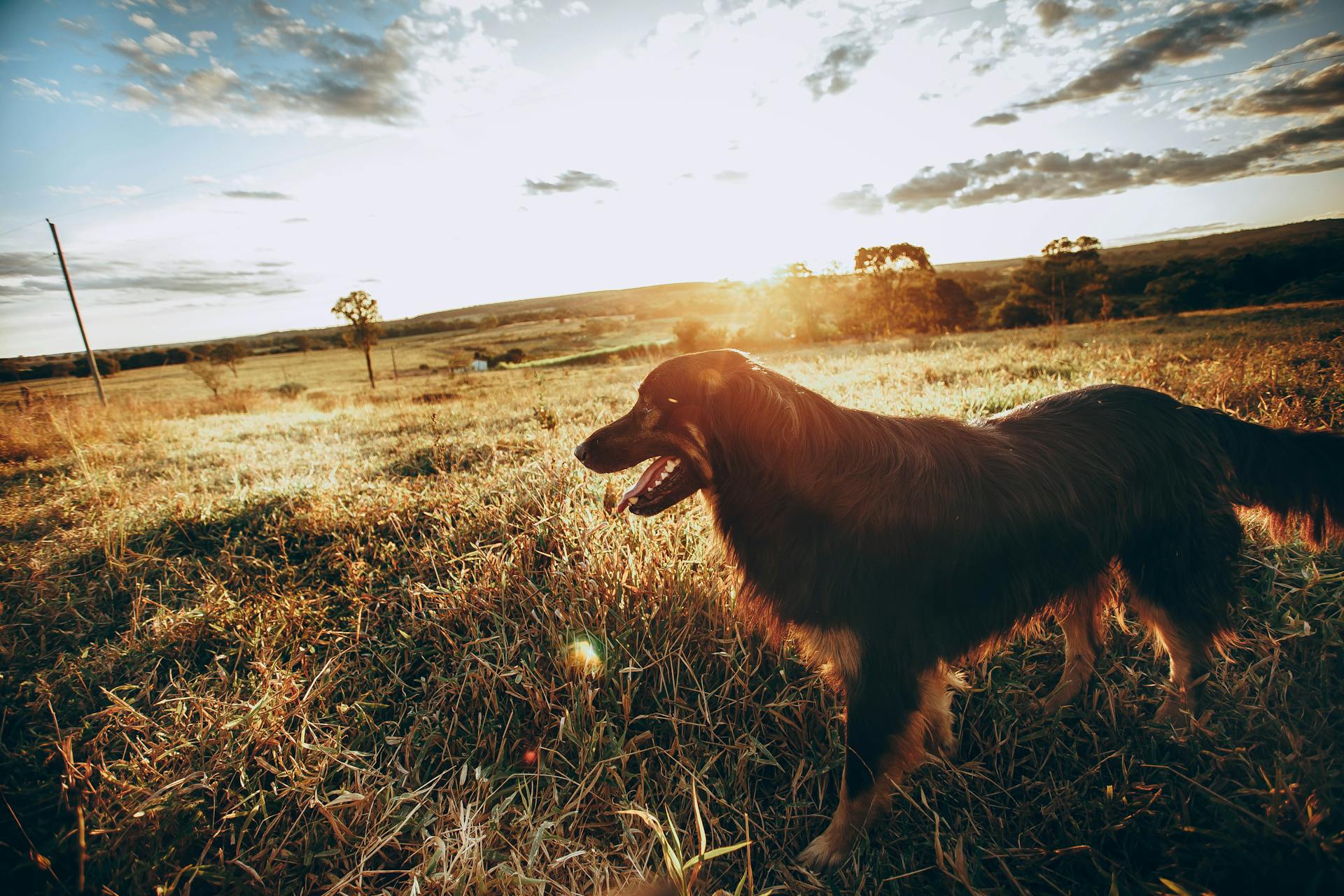 Excited purebred dog standing in meadow