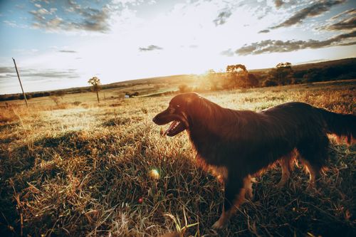 Free Side view of charming young dog with brown fluffy hair walking on field in countryside during sunset Stock Photo