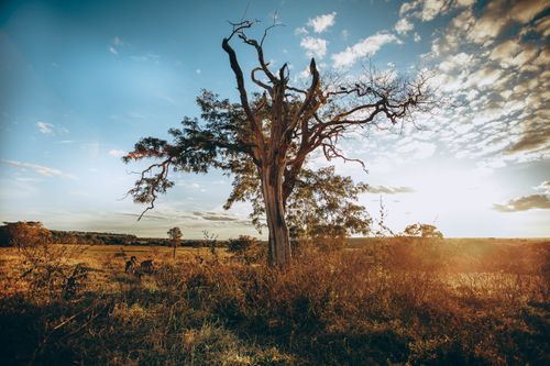 Free Amazing scenery of dry tree growing on peaceful grassy meadow under blue sky with breathtaking sunset Stock Photo