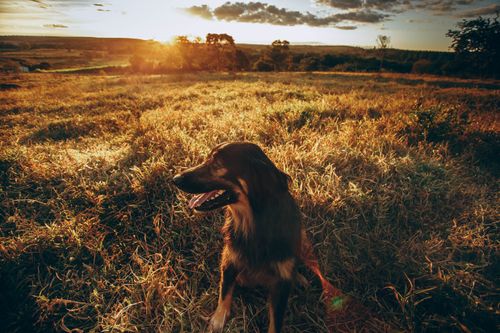 Free From above of attentive brown haired dog resting on dry field and looking away at autumn day Stock Photo