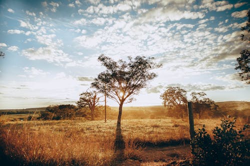 Gratis stockfoto met adembenemend, begroeiing, blad