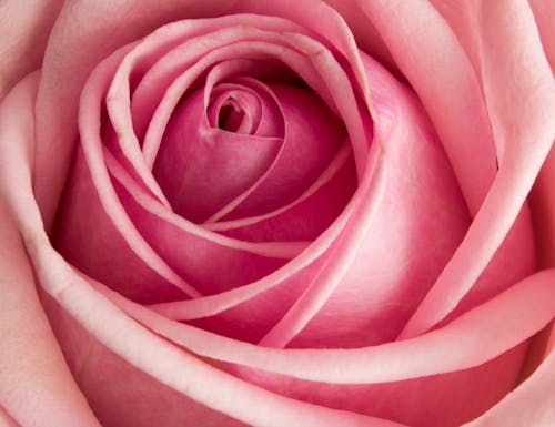 Close-Up Shot of a Pink Rose