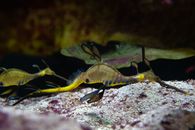 Yellow and Black Fish in Fish Tank