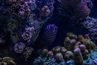 海底的珊瑚礁充满活力，海洋生物丰富，充分展现了海洋生物多样性
