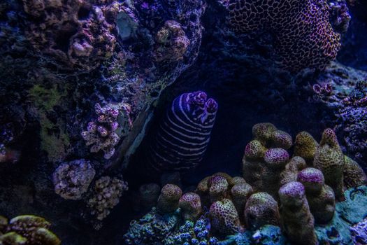 海底的珊瑚礁充满活力，海洋生物丰富，充分展现了海洋生物多样性