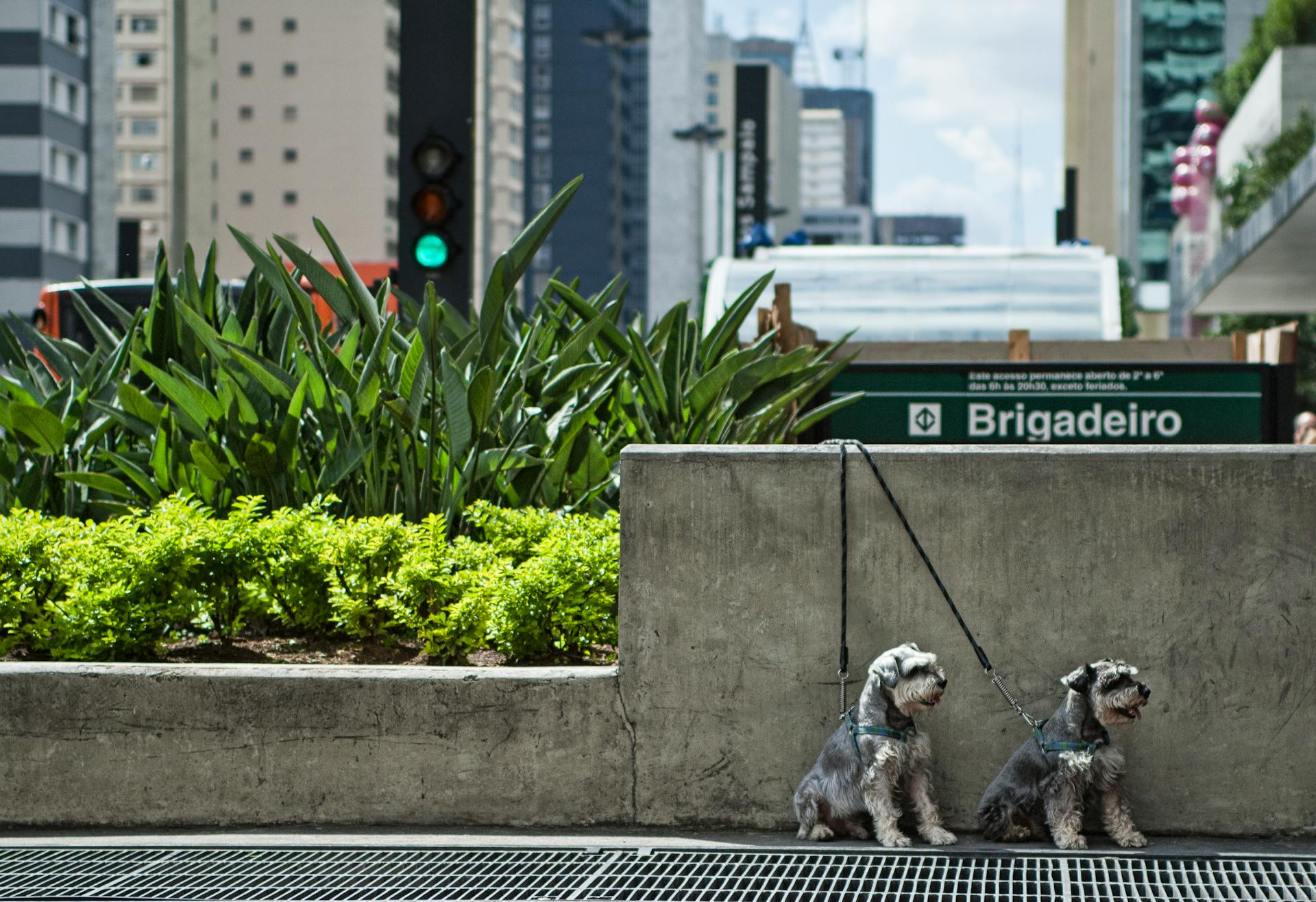 Dogs on Leash in Street