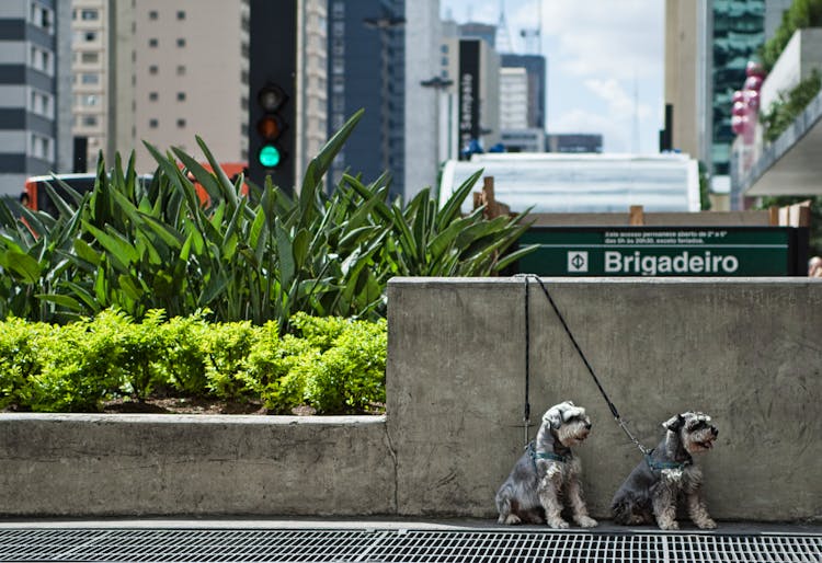 Dogs On Leash In Street