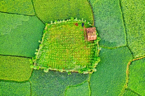 Top View Shot of a Field